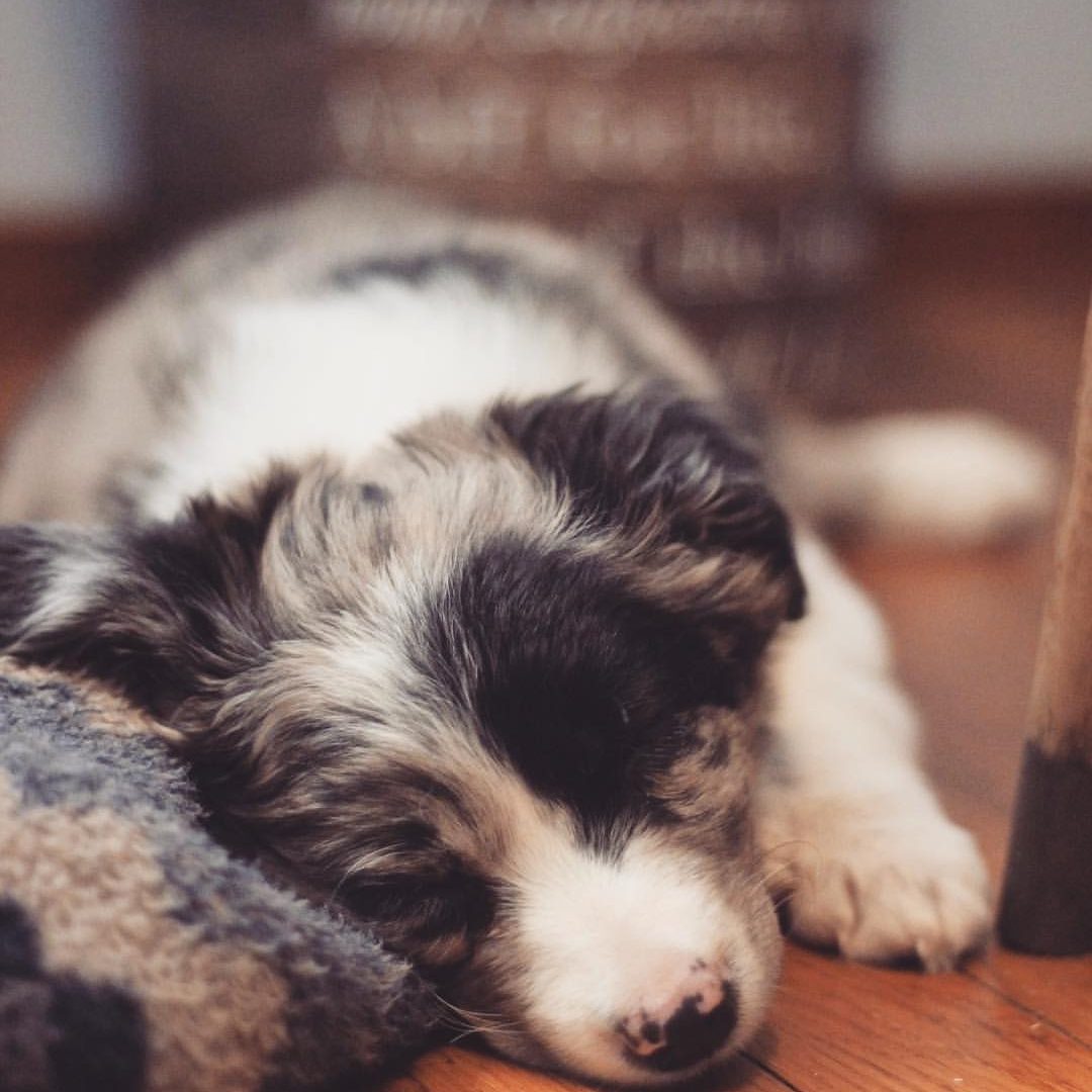 black and white puppy sleeping